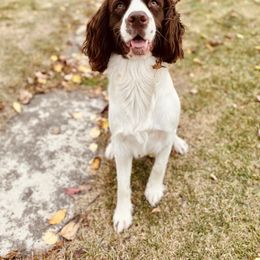 Charlie - English Springer Spaniel