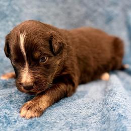Orange - Black tri male Miniature Australian Shepherd puppy in 32046, Florida from River Hill Ranch