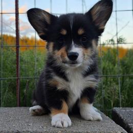 Mayo - Black and tan female Pembroke Welsh Corgi puppy in Washington from Castle View Royal Rumps