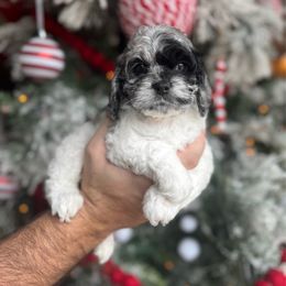 Mikey - Merle male Cockapoo puppy in Floyds Knobs, Indiana from Sweet Tails