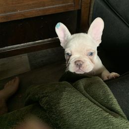 French Bulldog Puppies from De Lux Frenchies
