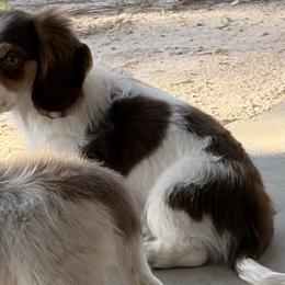 Mack - Chocolate and tan male Dachshund puppy in Bentonville, Arkansas from T & D Dachshunds by design