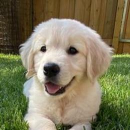 Golden Retriever Puppies from Pushin’ Sand Goldens
