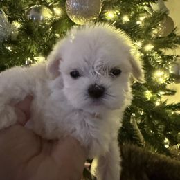 Lilli - White female Maltese puppy in Centre, Alabama from Wonderland Maltese
