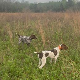 German Shorthaired Pointers from Judy Creek GSP's