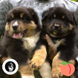 Australian Shepherd Puppies from Lovable Little Aussies