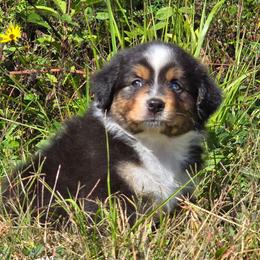 KB.BTM1 - Black tri male Miniature Australian Shepherd puppy in Deer Lodge, Tennessee from KSH Aussie Haven