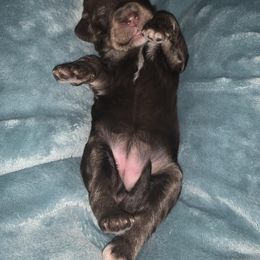 Bernedoodle Puppies from Montana Doodles