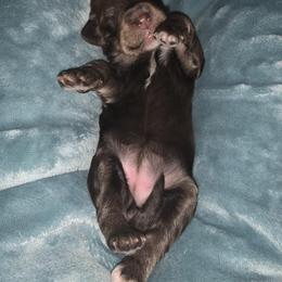 Bernedoodle Puppies from Montana Doodles