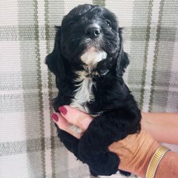 Muffin - Black and white male Cavapoo puppy in Statesville, North Carolina from Circle T Ranch K9s