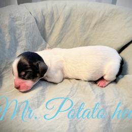 Mr. potato head - Piebald male Dachshund puppy in Paso Robles, California from Drift & Dash Dachshunds