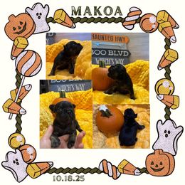 Makoa - Tricolors male French Bulldog puppy in Riverview, Florida from The Frenchie Lady Co.