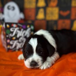 Sam - Black and white male Cockapoo puppy in Placerville, California from Rpuppies