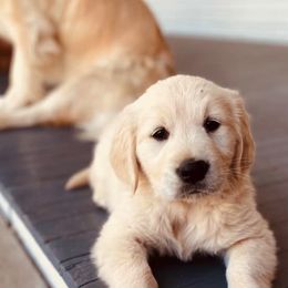 Golden Retrievers from Sunkissed Retrievers