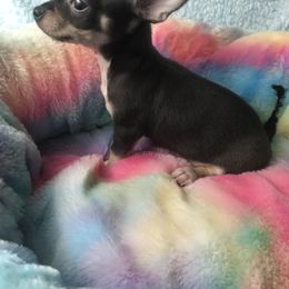 Chihuahua Puppies from Kim's Chi babies from Place of Grace