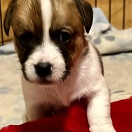 Jessie - White and tan female Russell Terrier puppy in London, Kentucky from Norvell Kennels