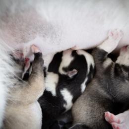 Siberian Husky Puppies from Ivie Huskies