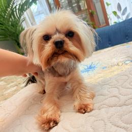 Buddy - Yorkshire Terrier