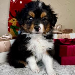 Clause - Black tri male Toy Australian Shepherd puppy in Tonasket, Washington from V5 Aussies