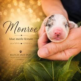 Monroe - The Starlet - Blue merle female Australian Shepherd puppy in Pittsville, Wisconsin from Match Dot Pup