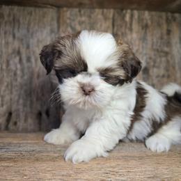 Cici - Liver and white female Shih Tzu puppy in Mountain Grove, Missouri from Precious Puppies