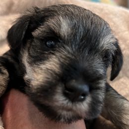 Miniature Schnauzer Puppies from Aurora Miniature Schnauzers