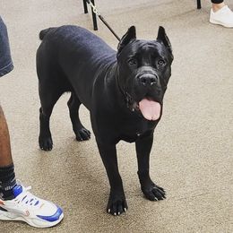 Black Russian Terriers and Cane Corso from Dem Stevens Egyptian Kennel