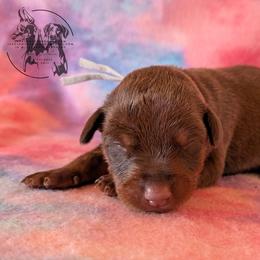 Female 2 - Grey Collar - Red and rust female Doberman Pinscher puppy in Spencer, Indiana from Jackson's Dobermans