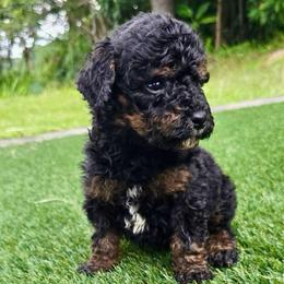 Boy 5 - Tri-color male Bernedoodle puppy in Captain Cook, Hawaii from Big Island Goldendoodles