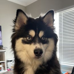 Neeko - Pomsky