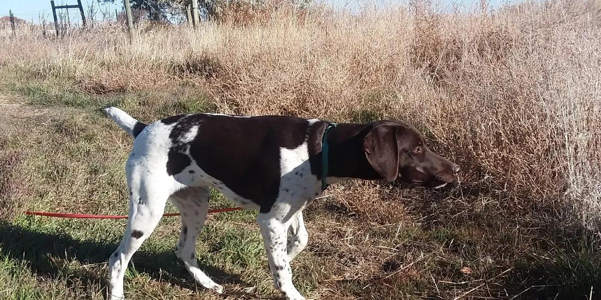 Moody Creek Kennel in Idaho German Shorthaired Pointer puppies Good Dog