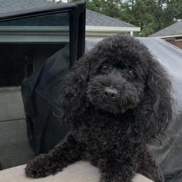 Max - Black male Maltipoo puppy in Hephzibah ( Richmond County ), Georgia from Healing Pawz LLC