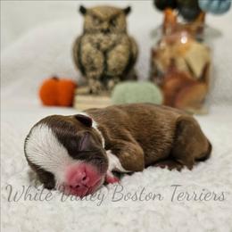 Orion - Red male Boston Terrier puppy in Mulberry, Arkansas from White Valley Boston Terriers