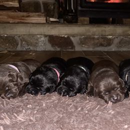 Labrador Retriever Puppies from CopperRidge Labs