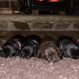 Labrador Retriever Puppies from CopperRidge Labs