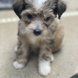 Chinese Crested Puppies from Cosmopawlitan