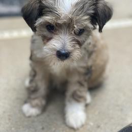 Chinese Crested Puppies from Cosmopawlitan