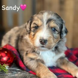 Sandy - Blue merle female Aussiedoodle puppy in Lancaster, Minnesota from Finney Ranch