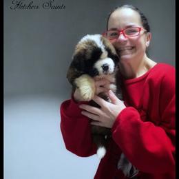 Orange - Mahogany and white male Saint Bernard puppy in New Philadelphia, Ohio from Fletchers Saints