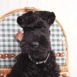 Kerry Blue Terriers from KRISMA Kerry Blue Terriers