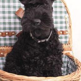 Kerry Blue Terriers from KRISMA Kerry Blue Terriers