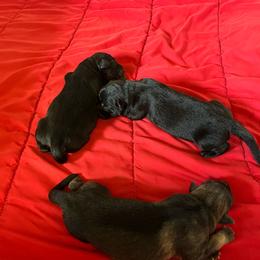 2nd choice female - Sable female German Shepherd puppy in Lucasville, Ohio from Trusting Hearts Kennel