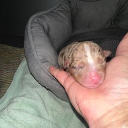 River - Red merle male Australian Shepherd puppy in Williston, Florida from Over The Rainbow Aussies