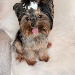 Barblyn - Yorkshire Terrier
