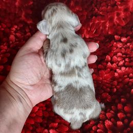 GIRL 4 - ISABELLA DAPPLE - Dapple female Dachshund puppy in Swink, Oklahoma from Palali Farm