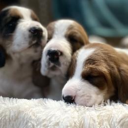 Basset Hound puppies from Lotus Rose Basset hounds