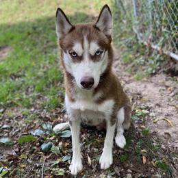 Marley - Siberian Husky
