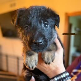 Canyon (Tan) - Black and tan male German Shepherd puppy in New Holstein, Wisconsin from Bolwerk’s 3B Acres