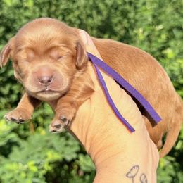 Jeanette - Purple Collar - Red female Cavapoo puppy in Kingwood, Texas from Kingwood Goldendoodles