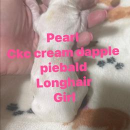 Pearl - Dapple female Dachshund puppy in Whitesboro, Texas from Joanie's Tickled Pink Puppies